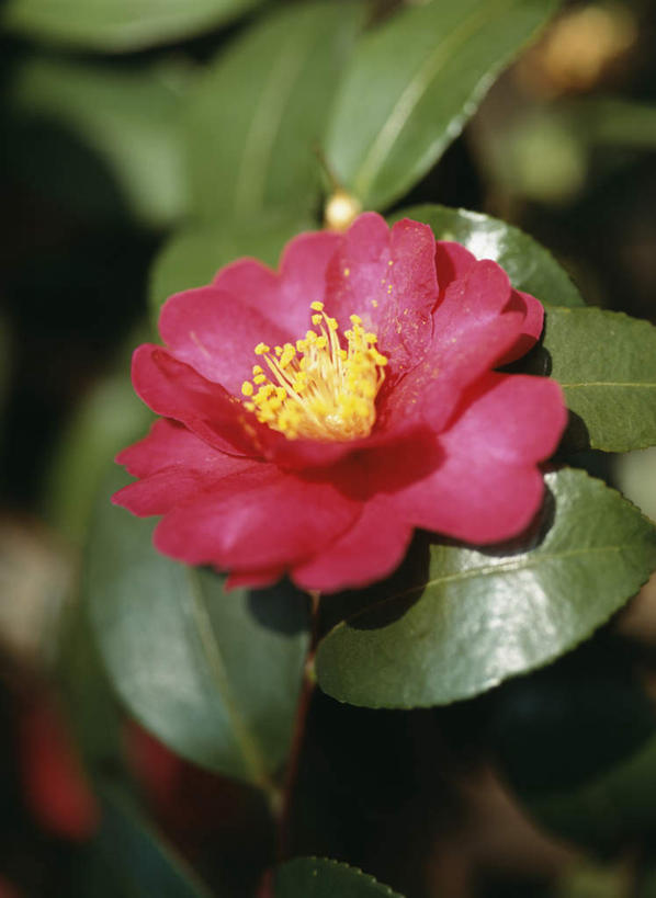 无人,竖图,俯视,室外,特写,白天,旅游,度假,美景,山茶花,叶子,东京,日本,亚洲,朦胧,模糊,盛开,景观,绿叶,花蕾,娱乐,花,花瓣,花朵,鲜花,一朵,红色,自然,花苞,花蕊,享受,休闲,嫩叶,景色,放松,自然风光,东亚,本州,关东地方,本州岛,日本国,东京都,玉茗花,耐冬,海石榴,茶花,叶,叶片,彩图,高角度拍摄