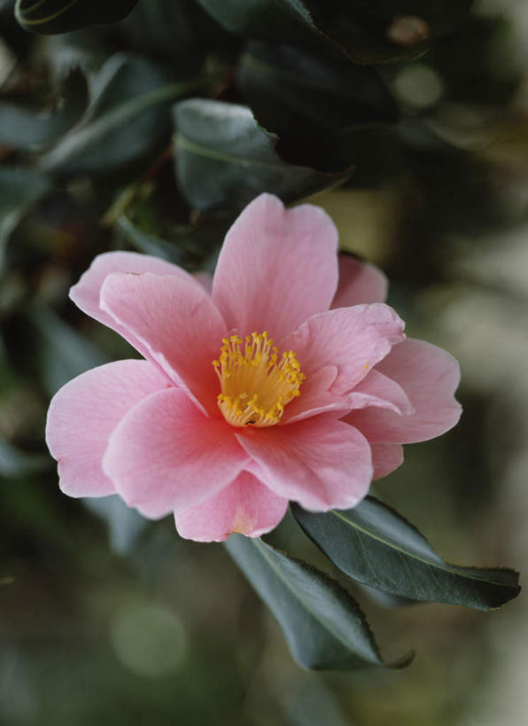 无人,竖图,俯视,室外,特写,白天,旅游,度假,美景,山茶花,叶子,东京,日本,亚洲,朦胧,模糊,盛开,景观,绿叶,花蕾,娱乐,花,花瓣,花朵,鲜花,一朵,粉色,自然,花苞,花蕊,享受,休闲,嫩叶,景色,放松,自然风光,东亚,本州,关东地方,本州岛,日本国,东京都,玉茗花,耐冬,海石榴,茶花,叶,叶片,彩图,高角度拍摄