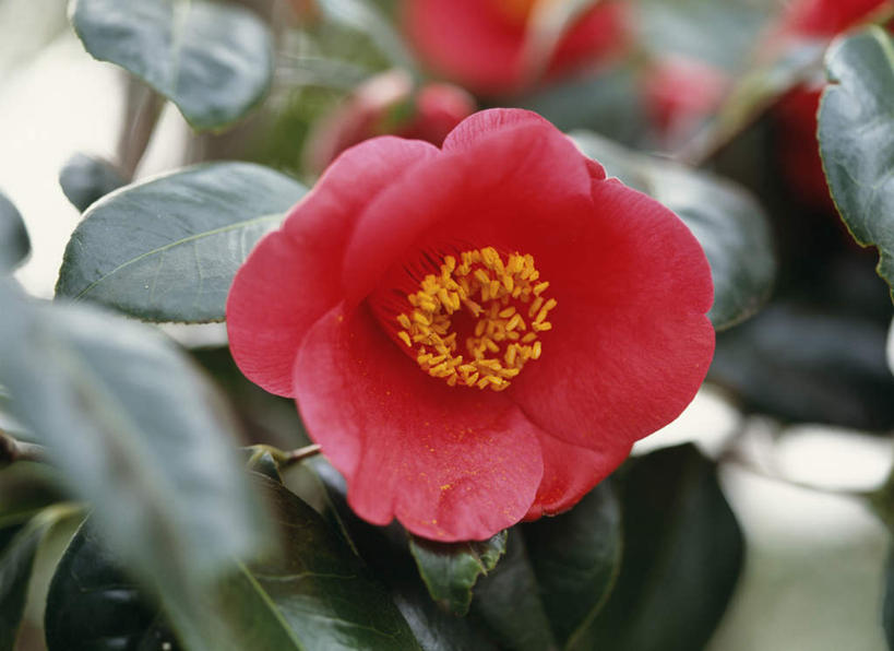 无人,横图,俯视,室外,特写,白天,旅游,度假,美景,山茶花,叶子,东京,日本,亚洲,朦胧,模糊,盛开,景观,绿叶,花蕾,娱乐,花,花瓣,花朵,鲜花,一朵,红色,自然,花苞,花蕊,享受,休闲,嫩叶,景色,放松,自然风光,东亚,本州,关东地方,本州岛,日本国,东京都,玉茗花,耐冬,海石榴,茶花,叶,叶片,彩图,高角度拍摄