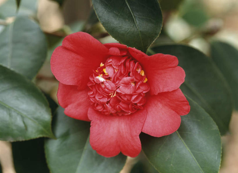 无人,横图,俯视,室外,特写,白天,旅游,度假,美景,山茶花,叶子,东京,日本,亚洲,朦胧,模糊,盛开,景观,绿叶,花蕾,娱乐,花,花瓣,花朵,鲜花,一朵,红色,自然,花苞,花蕊,享受,休闲,嫩叶,景色,放松,自然风光,东亚,本州,关东地方,本州岛,日本国,东京都,玉茗花,耐冬,海石榴,茶花,叶,叶片,彩图,高角度拍摄