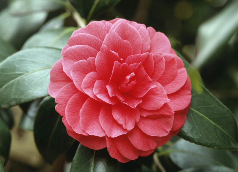 无人,横图,俯视,室外,特写,白天,旅游,度假,美景,山茶花,叶子,东京,日本,亚洲,朦胧,模糊,盛开,景观,绿叶,花蕾,娱乐,花,花瓣,花朵,鲜花,一朵,红色,自然,花苞,花蕊,享受,休闲,嫩叶,景色,放松,自然风光,东亚,本州,关东地方,本州岛,日本国,东京都,玉茗花,耐冬,海石榴,茶花,叶,叶片,彩图,高角度拍摄