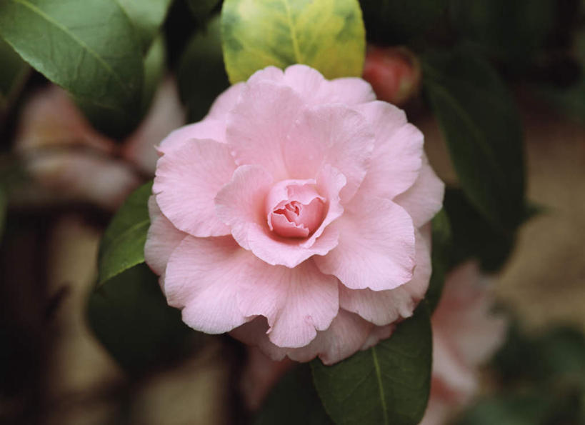 无人,横图,俯视,室外,特写,白天,旅游,度假,美景,山茶花,叶子,东京,日本,亚洲,朦胧,模糊,盛开,景观,绿叶,花蕾,娱乐,花,花瓣,花朵,鲜花,一朵,粉色,自然,花苞,花蕊,享受,休闲,嫩叶,景色,放松,自然风光,东亚,本州,关东地方,本州岛,日本国,东京都,玉茗花,耐冬,海石榴,茶花,叶,叶片,彩图,高角度拍摄