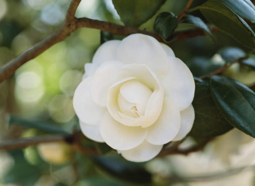 无人,横图,俯视,室外,特写,白天,旅游,度假,美景,山茶花,叶子,东京,日本,亚洲,朦胧,模糊,盛开,景观,绿叶,花蕾,娱乐,花,花瓣,花朵,鲜花,一朵,白色,自然,花苞,花蕊,享受,休闲,嫩叶,景色,放松,自然风光,东亚,本州,关东地方,本州岛,日本国,东京都,玉茗花,耐冬,海石榴,茶花,叶,叶片,彩图,高角度拍摄