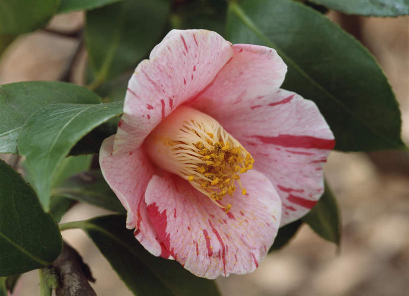 无人,横图,俯视,室外,特写,白天,旅游,度假,美景,山茶花,叶子,东京,日本,亚洲,朦胧,模糊,盛开,景观,绿叶,花蕾,娱乐,花,花瓣,花朵,鲜花,一朵,粉色,自然,花苞,花蕊,享受,休闲,嫩叶,景色,放松,自然风光,东亚,本州,关东地方,本州岛,日本国,东京都,玉茗花,耐冬,海石榴,茶花,叶,叶片,彩图,高角度拍摄