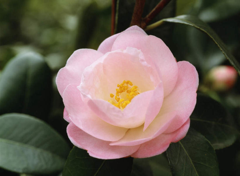 无人,横图,俯视,室外,特写,白天,旅游,度假,美景,山茶花,叶子,东京,日本,亚洲,朦胧,模糊,盛开,景观,绿叶,花蕾,娱乐,花,花瓣,花朵,鲜花,一朵,粉色,自然,花苞,花蕊,享受,休闲,嫩叶,景色,放松,自然风光,东亚,本州,关东地方,本州岛,日本国,东京都,玉茗花,耐冬,海石榴,茶花,叶,叶片,彩图,高角度拍摄