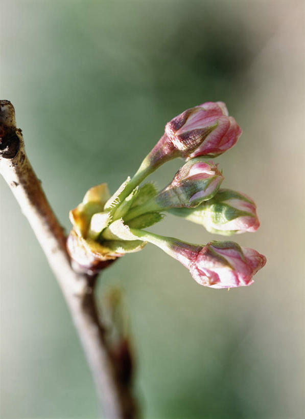 无人,竖图,室外,特写,白天,仰视,旅游,度假,美景,樱花,神奈川,日本,亚洲,许多,朦胧,模糊,盛开,景观,横滨,横滨市,神奈川县,花蕾,娱乐,花,花瓣,花朵,鲜花,树枝,自然,花苞,花蕊,享受,休闲,景色,放松,自然风光,东亚,本州,首府,关东地方,本州岛,日本国,仙樱花,福岛樱,青肤樱,荆桃,彩图,低角度拍摄