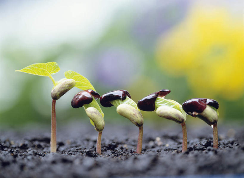 无人,横图,俯视,室外,特写,白天,旅游,度假,美景,水,植物,露水,豆,大豆,神奈川,日本,亚洲,五个,一排,许多,朦胧,模糊,整齐,透明,液体,景观,泥土,水滴,土,豆类,豆子,毛豆,横滨,横滨市,神奈川县,娱乐,豆苗,水珠,排列,自然,露珠,享受,休闲,景色,放松,生机,队列,剔透,自然风光,豌豆苗,东亚,豆科,本州,首府,关东地方,本州岛,日本国,枝豆,灵动,豌豆藤,通明,黄豆,彩图,高角度拍摄,晶莹