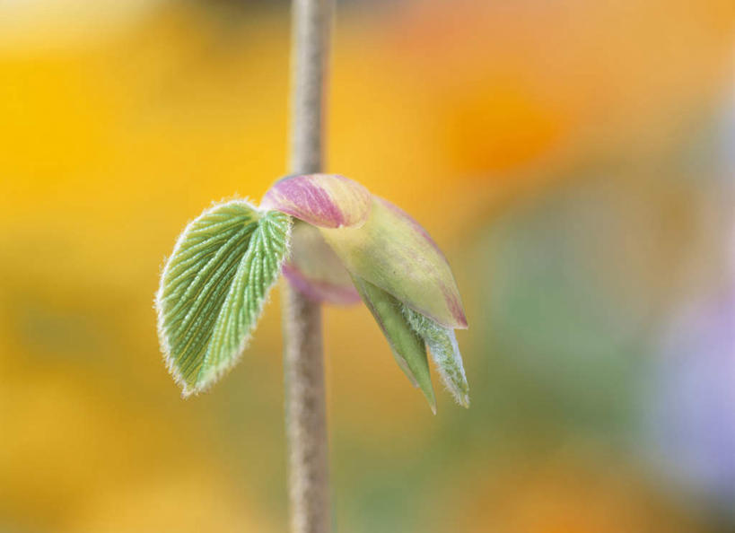 无人,横图,室外,特写,白天,正面,旅游,度假,美景,植物,叶子,神奈川,日本,亚洲,朦胧,模糊,景观,绿叶,毛茛,草药,药草,横滨,横滨市,神奈川县,娱乐,中药,自然,享受,休闲,嫩叶,景色,放松,自然风光,药材,中草药,东亚,中药材,本草,本州,首府,关东地方,本州岛,日本国,老虎脚爪草,鱼疔草,叶,叶片,彩图