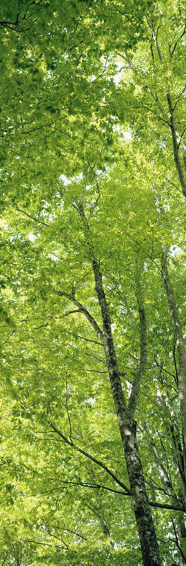 无人,竖图,室外,特写,白天,仰视,旅游,度假,美景,树林,植物,日本,亚洲,朦胧,模糊,景观,娱乐,树,树木,绿色,自然,享受,休闲,景色,放松,生长,成长,自然风光,东亚,山毛榉,本州,本州岛,日本国,青森,青森县,东北地方,麻栎金刚,山毛榉树,彩图,低角度拍摄,八甲田山