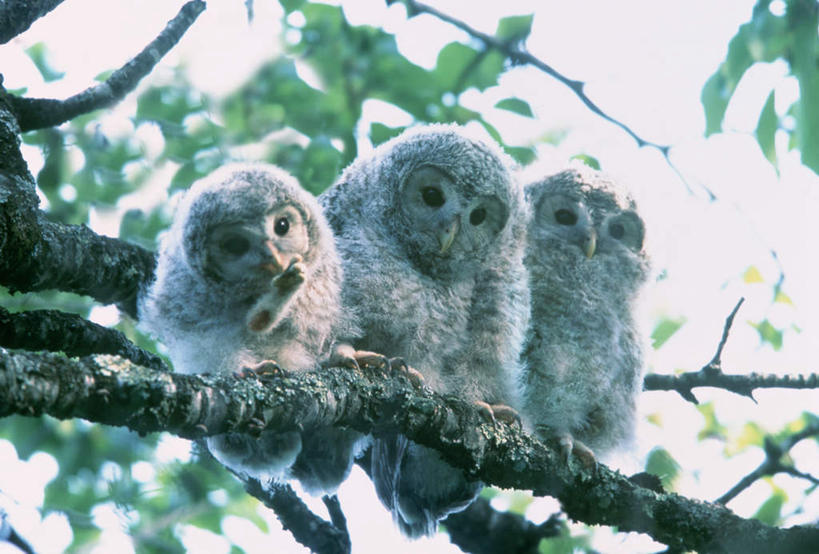 无人,站,横图,室外,特写,白天,仰视,旅游,度假,美景,植物,猫头鹰,鸟,野生动物,北海道,日本,亚洲,三只,一排,朦胧,模糊,整齐,鸟类,景观,注视,娱乐,树,树木,排列,绿色,自然,动物,观察,看,站着,享受,休闲,景色,放松,生长,成长,观看,察看,队列,关注,自然风光,凶猛,东亚,日本国,北海道地方,北海道岛,残暴,凶残,鸮,枭,站立,彩图,低角度拍摄,全身