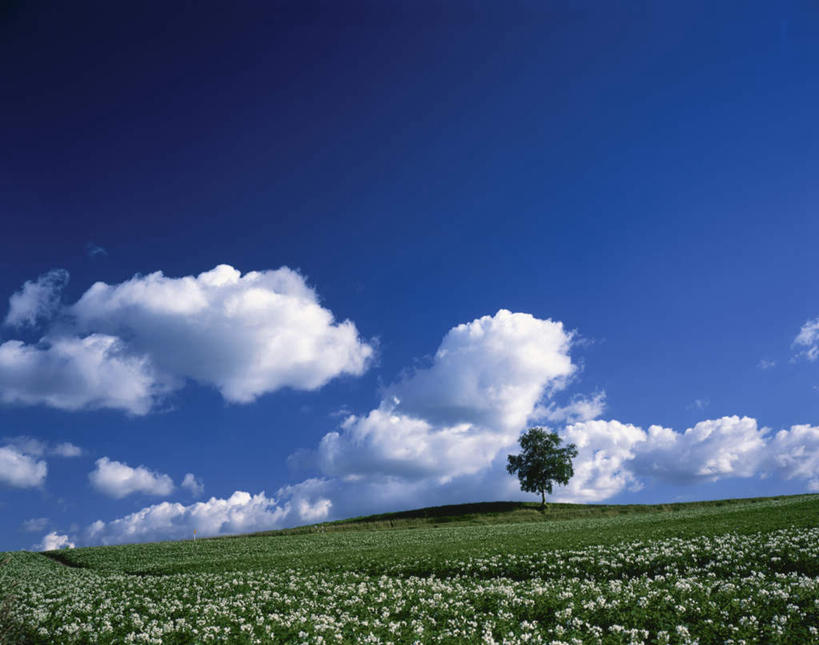 无人,横图,室外,白天,仰视,旅游,度假,草地,草坪,花海,花圃,美景,植物,叶子,北海道,日本,亚洲,一棵,盛开,地平线,景观,云,云朵,辽阔,地面,花蕾,云彩,娱乐,草,花,花瓣,花朵,花卉,鲜花,树,树木,蓝色,绿色,白云,蓝天,天空,自然,花丛,花束,花田,天,花苞,花蕊,享受,休闲,景色,放松,生长,晴朗,成长,一望无际,自然风光,延伸,东亚,日本国,天地相交,北海道地方,北海道岛,美瑛町,美瑛,晴空,彩图,低角度拍摄