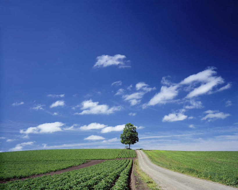 无人,农田,横图,室外,白天,正面,旅游,度假,庄稼,农作物,美景,植物,道路,路,北海道,日本,亚洲,一棵,地平线,景观,云,云朵,小路,辽阔,地面,交通,云彩,娱乐,树,树木,蓝色,绿色,白云,蓝天,天空,自然,天,享受,休闲,景色,放松,乡间小路,生长,晴朗,成长,一望无际,自然风光,延伸,东亚,日本国,天地相交,北海道地方,北海道岛,晴空,彩图,耕地,庄稼田