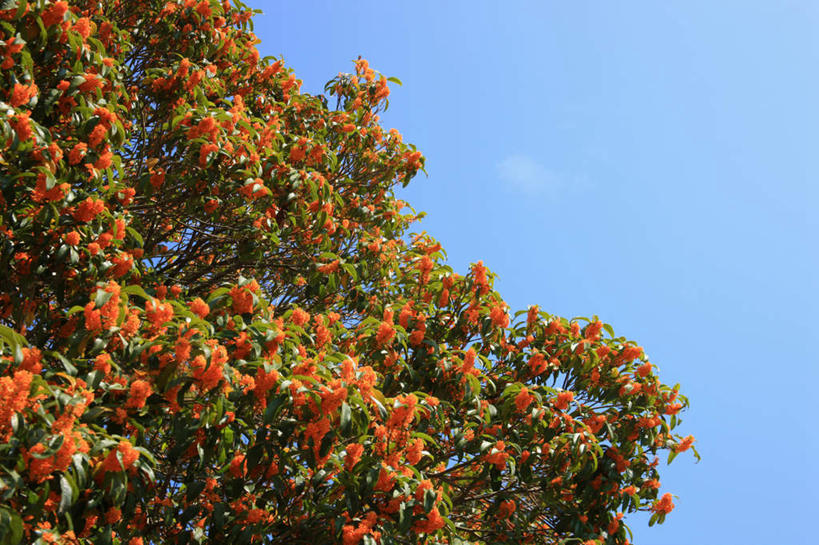 无人,横图,室外,白天,仰视,旅游,度假,美景,植物,橄榄,许多,阴影,盛开,光线,影子,景观,娱乐,花,花瓣,花朵,花卉,鲜花,树,树木,蓝色,绿色,蓝天,天空,阳光,自然,天,花蕊,享受,休闲,橙色,景色,放松,生长,晴朗,成长,自然风光,万里无云,晴空,晴空万里,彩图,低角度拍摄