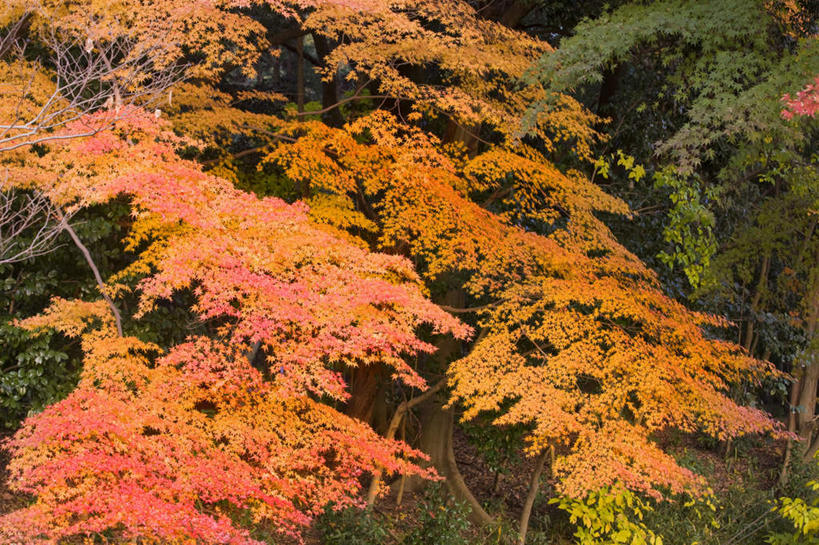 无人,横图,俯视,室外,白天,旅游,度假,美景,秋季,植物,枫树,景观,娱乐,树,树木,绿色,自然,享受,休闲,景色,放松,生长,成长,自然风光,槭树,糖枫,糖槭,糖槭树,秋,秋天,彩图,高角度拍摄