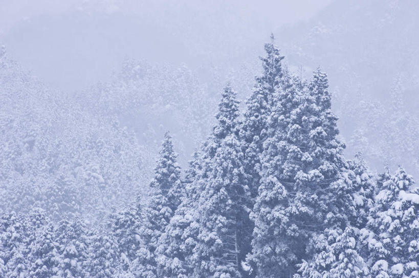 无人,横图,室外,白天,仰视,旅游,度假,美景,森林,树林,雪,植物,大雪,日本,亚洲,朦胧,模糊,积雪,景观,雪景,冬季,冬天,娱乐,树,树木,绿色,自然,享受,休闲,景色,放松,寒冷,生长,成长,自然风光,东亚,本州,本州岛,日本国,近畿地方,近畿,滋贺,滋贺县,严寒,彩图,低角度拍摄