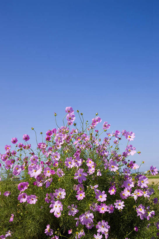 无人,竖图,室外,白天,仰视,旅游,度假,自由,幸福,花海,花圃,美景,植物,叶子,许多,阴影,盛开,光线,影子,景观,波斯菊,绿叶,花蕾,娱乐,花,花瓣,花朵,花卉,鲜花,粉色,蓝色,绿色,蓝天,天空,阳光,自然,花丛,花田,天,花苞,花蕊,清洁,享受,休闲,嫩叶,菊花,景色,放松,大波斯菊,生长,晴朗,成长,吉祥,自然风光,万里无云,高洁,秋英,格桑花,秋樱,扫帚梅,八瓣梅,初恋,多情,叶,叶片,晴空,晴空万里,彩图,低角度拍摄,时光