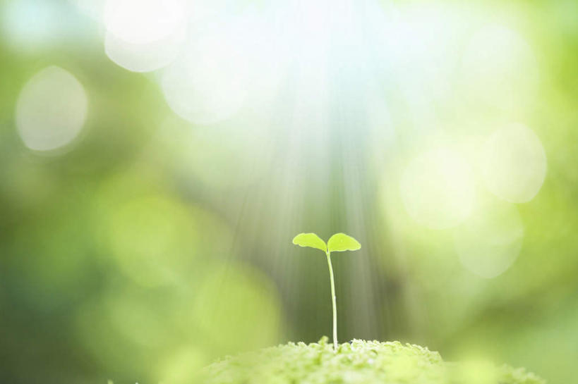 无人,横图,室外,特写,白天,正面,旅游,度假,美景,植物,叶子,一片,朦胧,模糊,景观,绿叶,娱乐,绿色,自然,享受,休闲,嫩叶,景色,放松,自然风光,秧苗,叶,叶片,彩图