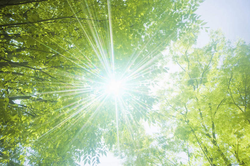 无人,横图,室外,白天,仰视,旅游,度假,美景,太阳,植物,阴影,光线,影子,景观,娱乐,树,树木,绿色,天空,阳光,自然,天,享受,休闲,景色,放松,生长,晴朗,成长,自然风光,万里无云,晴空,晴空万里,彩图,低角度拍摄