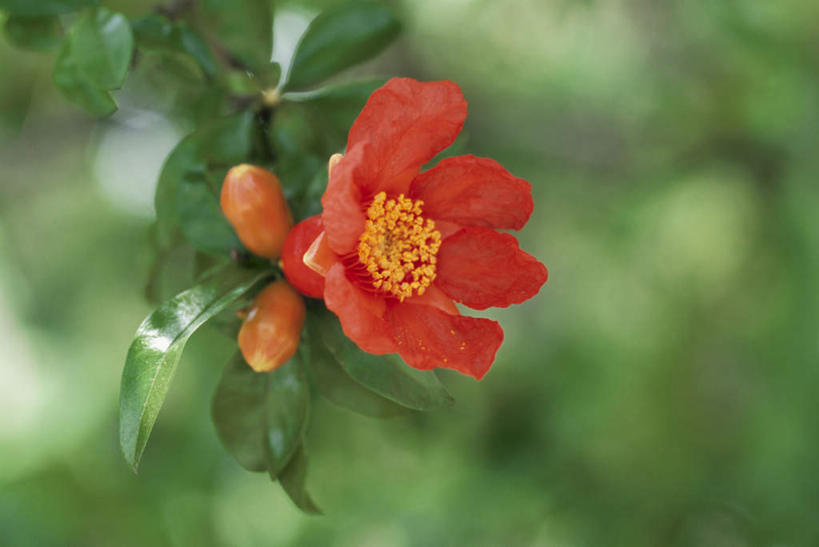 无人,横图,室外,特写,白天,正面,旅游,度假,美景,植物,叶子,日本,亚洲,朦胧,模糊,盛开,景观,绿叶,娱乐,花,花瓣,花朵,花卉,鲜花,一朵,自然,花蕊,享受,休闲,橙色,嫩叶,景色,放松,自然风光,东亚,本州,关东地方,本州岛,日本国,崎玉,崎玉县,失去,山力叶,石榴花,叶,叶片,彩图