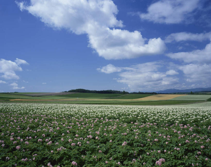 无人,横图,室外,白天,仰视,旅游,度假,花海,花圃,美景,植物,叶子,北海道,日本,亚洲,许多,朦胧,模糊,盛开,地平线,景观,云,云朵,辽阔,地面,花蕾,云彩,娱乐,花,花瓣,花朵,花卉,鲜花,蓝色,绿色,白色,白云,蓝天,天空,自然,花丛,花束,花田,天,花苞,花蕊,享受,休闲,广阔,景色,放松,晴朗,一望无际,自然风光,延伸,东亚,日本国,天地相交,北海道地方,北海道岛,无边无际,一马平川,晴空,彩图,低角度拍摄