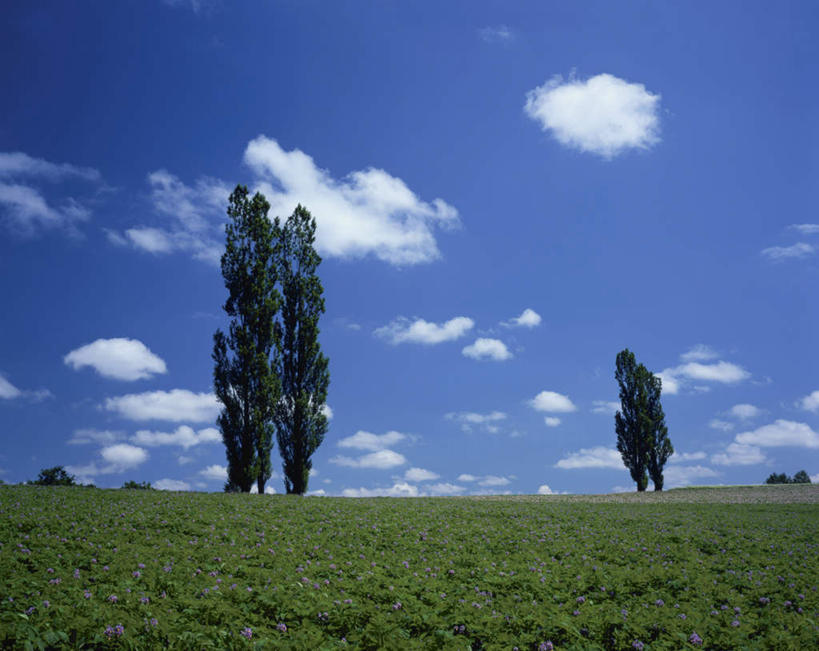 无人,农田,横图,室外,白天,仰视,旅游,度假,庄稼,农作物,草地,草坪,美景,植物,北海道,日本,亚洲,阴影,光线,影子,景观,云,云朵,云彩,娱乐,草,树,树木,蓝色,绿色,白云,蓝天,天空,阳光,自然,天,享受,休闲,景色,放松,生长,晴朗,成长,自然风光,东亚,日本国,北海道地方,北海道岛,晴空,彩图,低角度拍摄,耕地,庄稼田