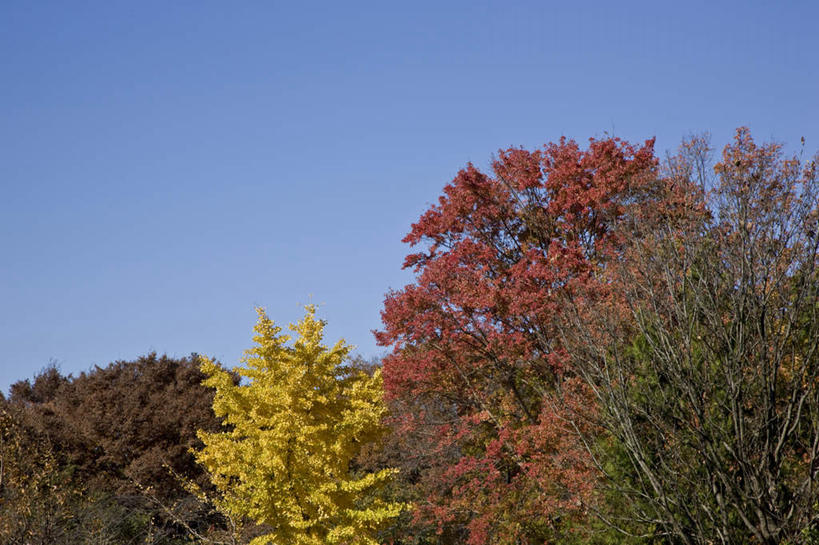 无人,横图,室外,白天,仰视,旅游,度假,草地,草坪,美景,秋季,植物,东京,日本,亚洲,阴影,朦胧,模糊,光线,影子,景观,娱乐,草,树,树木,蓝色,绿色,蓝天,天空,阳光,自然,天,享受,休闲,景色,放松,生长,晴朗,成长,自然风光,东亚,本州,万里无云,关东地方,本州岛,日本国,东京都,晴空,晴空万里,秋,秋天,彩图,低角度拍摄