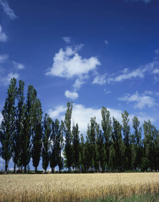 无人,竖图,室外,白天,仰视,旅游,度假,草地,草坪,美景,植物,北海道,日本,亚洲,阴影,光线,影子,景观,云,云朵,云彩,娱乐,草,树,树木,蓝色,绿色,白云,蓝天,天空,阳光,自然,天,享受,休闲,景色,放松,生长,晴朗,成长,自然风光,东亚,日本国,北海道地方,北海道岛,美瑛町,美瑛,晴空,彩图,低角度拍摄