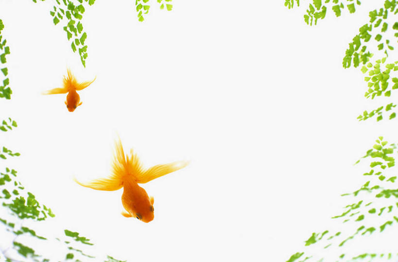 无人,横图,俯视,室内,白天,白色背景,数码,科技,叶子,两条,许多,阴影,网络,金鱼,鱼,绿叶,高光,几何,计算机图形,合成,鱼类,金色,嫩叶,电脑合成图,数码合成图,写实,具体,具象,观赏鱼,金鲫鱼,叶,叶片,彩图,高角度拍摄,全身