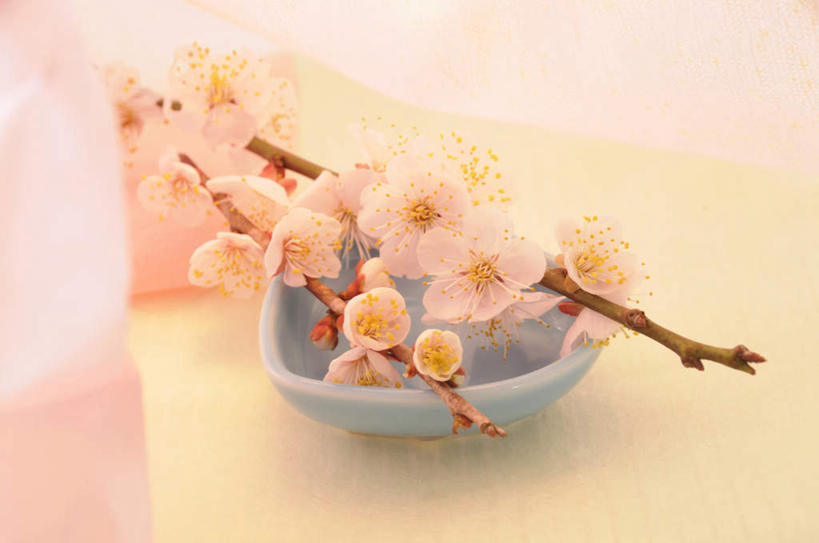 无人,横图,俯视,室内,特写,白天,餐桌,桌子,餐具,阴影,黄色背景,朦胧,模糊,盛开,反射,碟子,盘,影子,陶瓷,梅花,陶瓷制品,花蕾,花,花瓣,花朵,鲜花,一个,粉色,盘子,碟,花苞,花蕊,摄影,影棚,单个,餐台,高雅,坚强,梅,彩图,高角度拍摄,影棚拍摄,拍摄