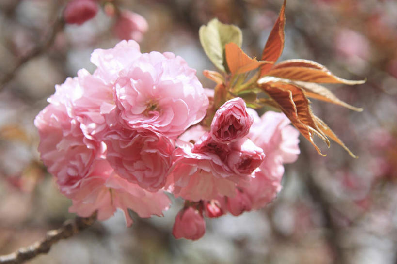 无人,横图,室外,特写,白天,正面,旅游,度假,美景,植物,樱花,叶子,许多,朦胧,模糊,盛开,景观,绿叶,花蕾,娱乐,花,花瓣,花朵,鲜花,树,树木,粉色,绿色,自然,花苞,花蕊,享受,休闲,嫩叶,景色,放松,生长,成长,自然风光,仙樱花,福岛樱,青肤樱,叶,叶片,荆桃,彩图