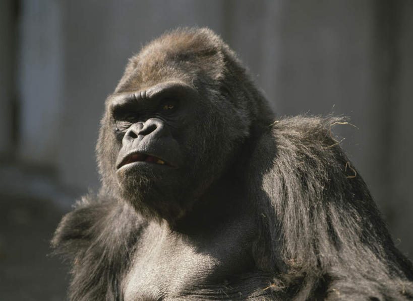 头,无人,站,横图,室外,特写,白天,正面,旅游,度假,美景,野生动物,猩猩,阴影,朦胧,模糊,光线,影子,景观,注视,娱乐,一只,阳光,自然,动物,观察,看,站着,享受,休闲,景色,放松,活泼,观看,察看,关注,自然风光,大猩猩,金刚猩猩,头部,站立,半身,彩图