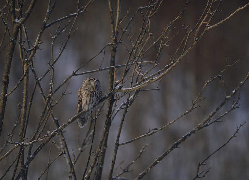 无人,站,横图,室外,白天,仰视,旅游,度假,美景,植物,猫头鹰,鸟,野生动物,朦胧,模糊,鸟类,景观,娱乐,树,树木,一只,绿色,自然,动物,站着,享受,休闲,景色,放松,生长,成长,自然风光,凶猛,残暴,凶残,鸮,枭,站立,彩图,低角度拍摄,全身