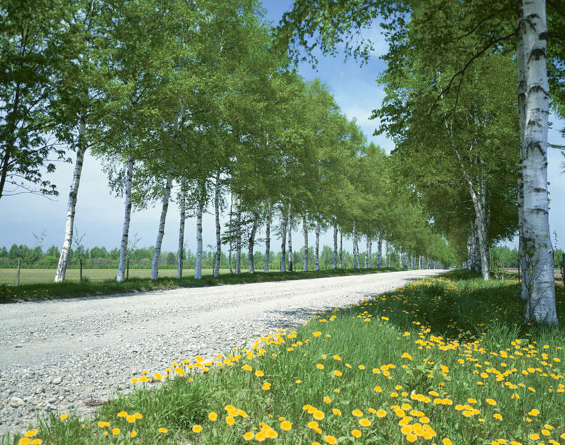 无人,横图,室外,白天,正面,爱情,旅游,度假,美景,植物,道路,路,公路,蒲公英,北海道,日本,亚洲,一排,许多,阴影,朦胧,模糊,整齐,盛开,光线,影子,景观,交通,花蕾,娱乐,花,花瓣,花朵,鲜花,树,树木,排列,黄色,绿色,阳光,自然,花苞,花蕊,享受,休闲,景色,放松,生长,成长,队列,自然风光,东亚,日本国,北海道地方,北海道岛,开朗,马路,蒲公草,尿床草,彩图