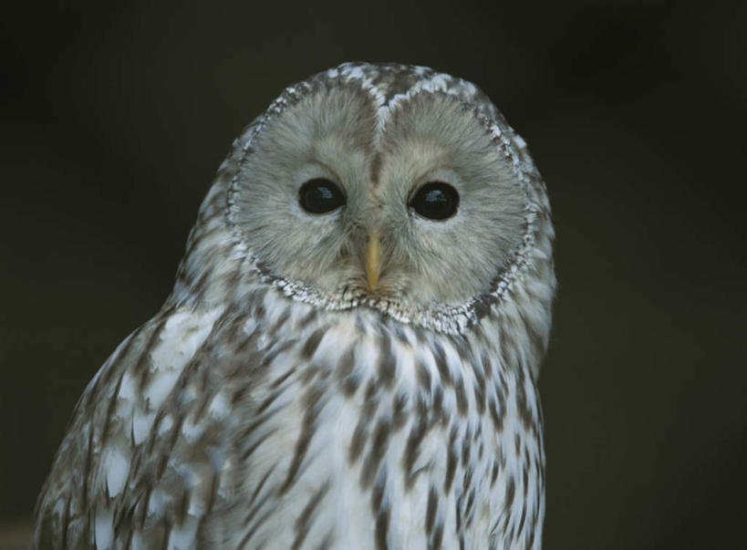 脸,头,脸颊,无人,站,横图,室外,特写,白天,正面,旅游,度假,美景,猫头鹰,鸟,野生动物,朦胧,模糊,鸟类,景观,注视,娱乐,一只,白色,自然,动物,观察,看,站着,享受,休闲,景色,放松,观看,察看,关注,自然风光,凶猛,残暴,凶残,头部,脸部,脸蛋,面部,鸮,枭,站立,半身,彩图