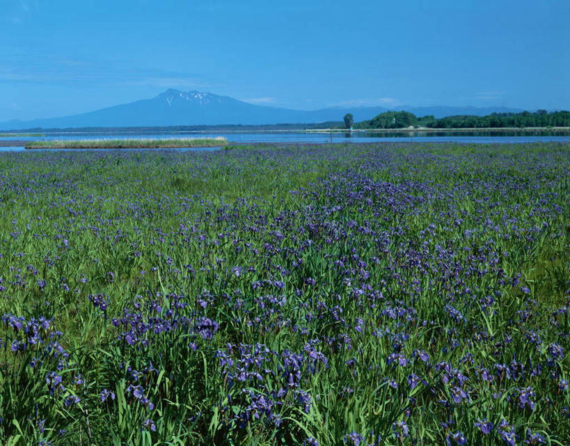 无人,农田,横图,室外,白天,正面,旅游,度假,庄稼,农作物,草地,草坪,湖,湖泊,美景,山,山脉,水,植物,北海道,日本,亚洲,许多,朦胧,模糊,盛开,湖面,景观,山峰,水流,水面,草药,山峦,花蕾,娱乐,中药,草,花,花瓣,花朵,鲜花,蓝色,绿色,蓝天,天空,自然,湖水,群山,天,花苞,花蕊,享受,休闲,景色,放松,晴朗,鸢尾,自然风光,药材,中草药,东亚,中药材,本草,万里无云,日本国,北海道地方,北海道岛,紫蝴蝶,蓝蝴蝶,乌鸢,扁竹花,涛沸湖,晴空,晴空万里,彩图,耕地,庄稼田