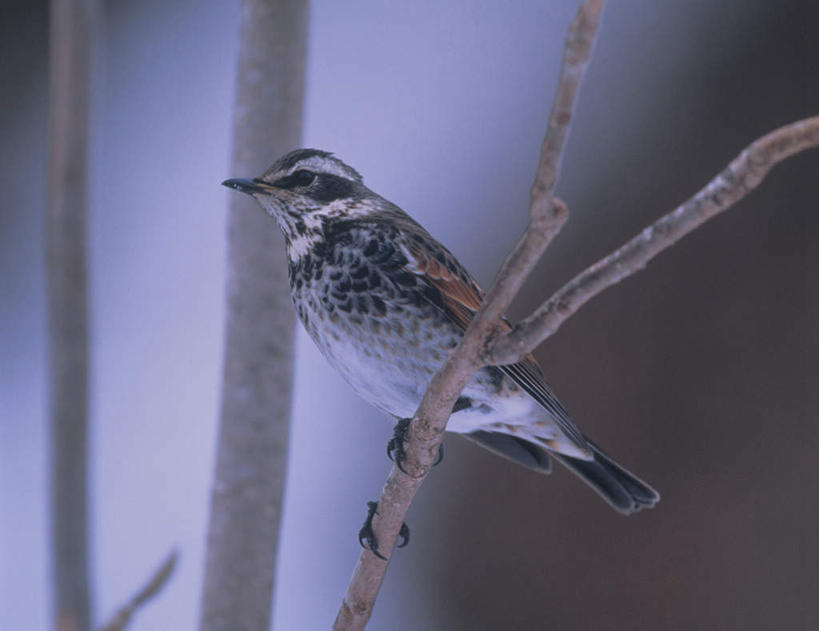 无人,站,横图,室外,特写,白天,侧面,旅游,度假,美景,植物,鸟,朦胧,模糊,画眉,鸟类,景观,娱乐,树,树木,一只,绿色,自然,站着,享受,休闲,景色,放松,生长,成长,自然风光,虎鸫,金画眉,站立,彩图,全身