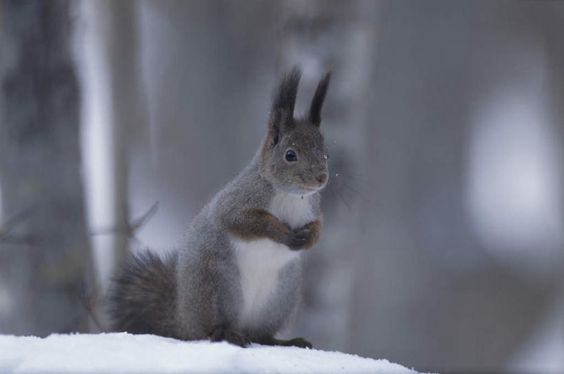 无人,站,横图,室外,特写,白天,正面,旅游,度假,美景,树林,雪,植物,大雪,野生动物,阴影,朦胧,模糊,光线,影子,积雪,景观,雪景,冬季,冬天,娱乐,树,树木,一只,绿色,阳光,自然,动物,松鼠,站着,享受,休闲,景色,放松,寒冷,可爱,活泼,生长,成长,自然风光,严寒,站立,彩图,全身