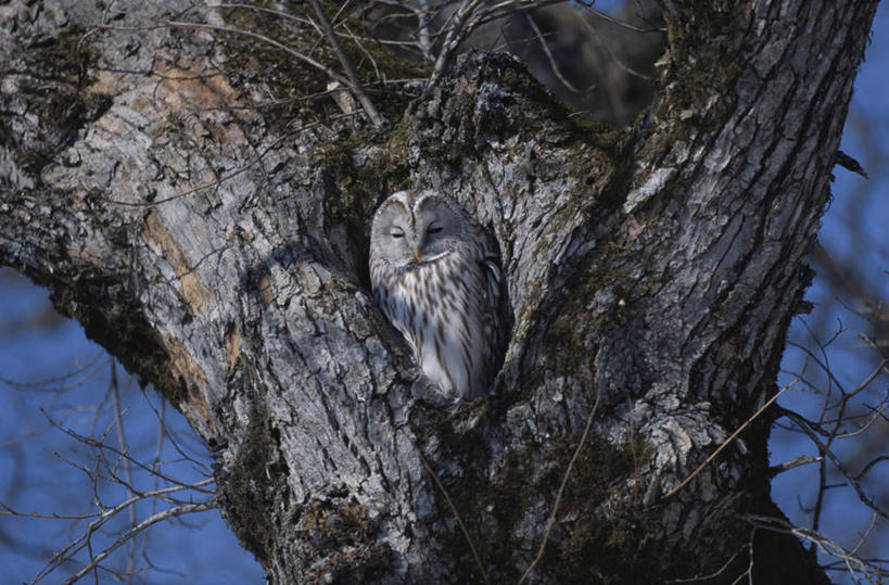 无人,闭眼,睡,横图,室外,特写,白天,仰视,旅游,度假,美景,植物,猫头鹰,鸟,野生动物,阴影,朦胧,模糊,光线,鸟类,影子,景观,娱乐,树,树木,一只,蓝色,绿色,蓝天,天空,阳光,自然,动物,天,享受,休闲,景色,放松,生长,晴朗,成长,自然风光,凶猛,万里无云,残暴,凶残,晴空,晴空万里,鸮,枭,闭眼睛,闭着眼,闭着眼睛,困,困觉,寝息,睡觉,彩图,低角度拍摄,全身