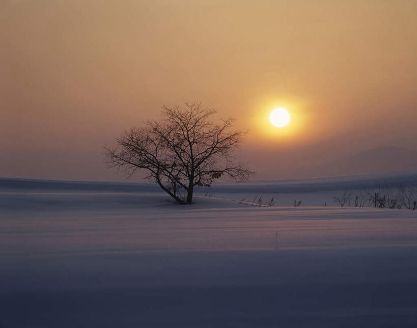 无人,农田,横图,室外,白天,正面,旅游,度假,庄稼,农作物,美景,日落,太阳,植物,北海道,日本,亚洲,一棵,阴影,朦胧,模糊,光线,影子,地平线,景观,晚霞,霞光,落日,辽阔,地面,娱乐,树,树木,绿色,阳光,自然,黄昏,享受,休闲,广阔,景色,彩霞,放松,生长,成长,一望无际,自然风光,延伸,东亚,日本国,天地相交,北海道地方,北海道岛,美瑛町,美瑛,无边无际,一马平川,夕照,夕阳,彩图,耕地,庄稼田,斜阳