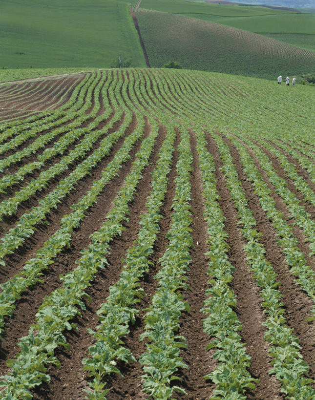 无人,农田,竖图,俯视,室外,白天,旅游,度假,庄稼,农作物,美景,蔬菜,一排,许多,朦胧,模糊,新鲜,整齐,景观,食品,娱乐,食物,排列,自然,享受,休闲,景色,放松,有机食品,绿色食品,队列,自然风光,彩图,高角度拍摄,耕地,庄稼田