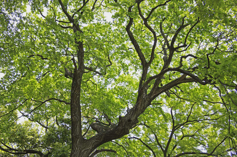 无人,横图,室外,白天,仰视,旅游,度假,美景,植物,叶子,朦胧,模糊,景观,绿叶,娱乐,树,树木,蓝色,绿色,蓝天,天空,自然,天,春季,春天,享受,休闲,嫩叶,景色,放松,生长,成长,生机,自然风光,叶,叶片,彩图,低角度拍摄