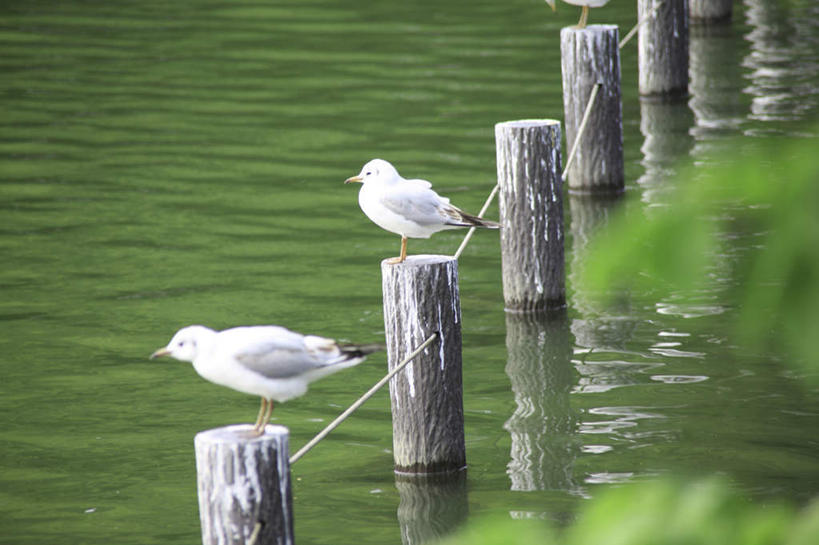 无人,栏杆,站,横图,俯视,室外,白天,旅游,度假,湖,湖泊,美景,水,海鸟,海鸥,鸟,叶子,一排,许多,阴影,波纹,朦胧,模糊,整齐,光线,鸟类,影子,湖面,景观,水流,水面,围栏,绿叶,涟漪,娱乐,护栏,排列,水纹,阳光,自然,波浪,湖水,站着,两只,享受,休闲,嫩叶,木桩,景色,放松,队列,自然风光,水晕,叶,叶片,站立,彩图,高角度拍摄,全身