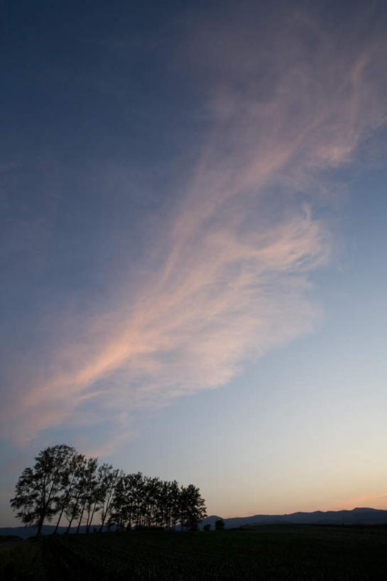 无人,农田,竖图,全景,室外,白天,仰视,旅游,度假,庄稼,农作物,草地,草坪,日出,美景,太阳,天际线,植物,北海道,日本,亚洲,一棵,朦胧,模糊,地平线,景观,辽阔,地面,朝霞,晨曦,黎明,背光,娱乐,草,树,树木,绿色,天空,阳光,自然,天,享受,休闲,景色,放松,生长,成长,一望无际,自然风光,延伸,逆光,东亚,日本国,天地相交,北海道地方,北海道岛,朝阳,彩图,低角度拍摄,耕地,庄稼田,破晓