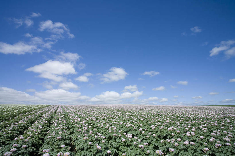 无人,农田,横图,室外,白天,正面,旅游,度假,庄稼,农作物,花海,花圃,美景,植物,土豆,叶子,北海道,日本,亚洲,许多,朦胧,模糊,盛开,地平线,景观,辽阔,地面,花蕾,娱乐,花,花瓣,花朵,花卉,鲜花,绿色,白色,自然,花丛,花束,花田,花苞,花蕊,享受,休闲,广阔,景色,放松,一望无际,自然风光,延伸,东亚,日本国,天地相交,北海道地方,北海道岛,美瑛町,美瑛,无边无际,一马平川,芋艿,洋芋,山药蛋,马铃薯,彩图,耕地,庄稼田