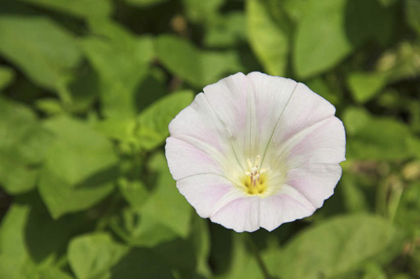 无人,横图,俯视,室外,特写,白天,爱情,旅游,度假,美景,喇叭花,叶子,阴影,朦胧,模糊,盛开,光线,影子,景观,绿叶,花蕾,娱乐,花,花瓣,花朵,鲜花,一朵,白色,阳光,自然,花苞,花蕊,享受,休闲,嫩叶,景色,放松,虚幻,自然风光,牵牛,牵牛子,勤娘子,碧冬茄,朝颜花,灵芝牡丹,冷静,牵牛花,叶,叶片,彩图,高角度拍摄