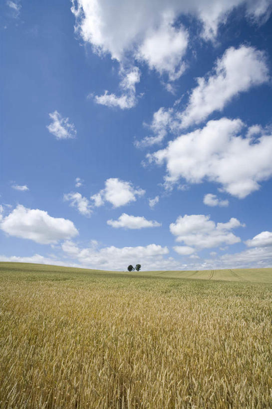 无人,农田,竖图,全景,室外,白天,正面,旅游,度假,庄稼,农作物,美景,天际线,植物,北海道,日本,亚洲,一棵,朦胧,模糊,地平线,景观,云,云朵,辽阔,地面,云彩,娱乐,树,树木,蓝色,绿色,白云,蓝天,天空,自然,天,享受,休闲,景色,放松,生长,晴朗,成长,一望无际,自然风光,延伸,东亚,日本国,天地相交,北海道地方,北海道岛,美瑛町,美瑛,晴空,彩图,耕地,庄稼田