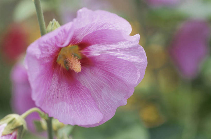 无人,横图,俯视,室外,特写,白天,旅游,度假,美景,日本,亚洲,朦胧,模糊,盛开,景观,木槿,木槿花,美丽,花蕾,娱乐,花,花瓣,花朵,鲜花,一朵,粉色,自然,花苞,花蕊,享受,休闲,景色,放松,坚韧,自然风光,东亚,本州,关东地方,本州岛,日本国,永恒,崎玉,崎玉县,质朴,无穷花,彩图,高角度拍摄