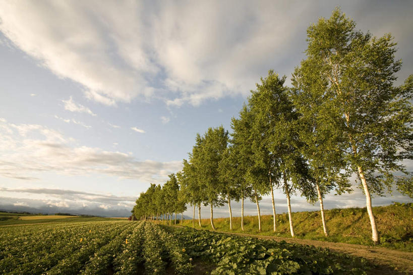 无人,农田,横图,全景,室外,白天,仰视,旅游,度假,庄稼,农作物,草地,草坪,美景,树林,天际线,植物,北海道,日本,亚洲,一排,朦胧,模糊,整齐,地平线,景观,云,云朵,辽阔,地面,云彩,娱乐,草,树,树木,排列,蓝色,绿色,白云,蓝天,天空,自然,天,享受,休闲,景色,放松,生长,晴朗,成长,一望无际,队列,自然风光,延伸,东亚,日本国,天地相交,北海道地方,北海道岛,美瑛町,美瑛,晴空,彩图,低角度拍摄,耕地,庄稼田