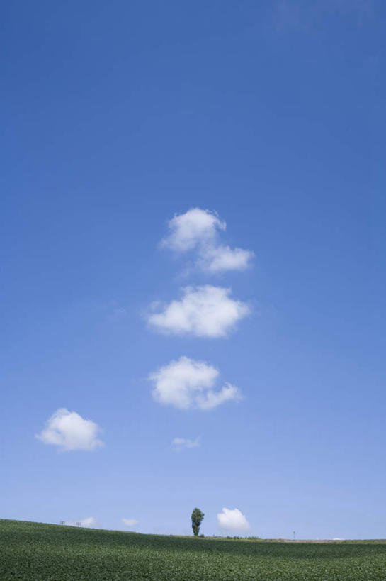 无人,农田,竖图,全景,室外,白天,仰视,旅游,度假,庄稼,农作物,美景,天际线,植物,北海道,日本,亚洲,一棵,朦胧,模糊,地平线,景观,云,云朵,辽阔,地面,云彩,娱乐,树,树木,蓝色,绿色,白云,蓝天,天空,自然,天,享受,休闲,景色,放松,生长,晴朗,成长,一望无际,自然风光,延伸,东亚,日本国,天地相交,北海道地方,北海道岛,美瑛町,美瑛,晴空,彩图,低角度拍摄,耕地,庄稼田