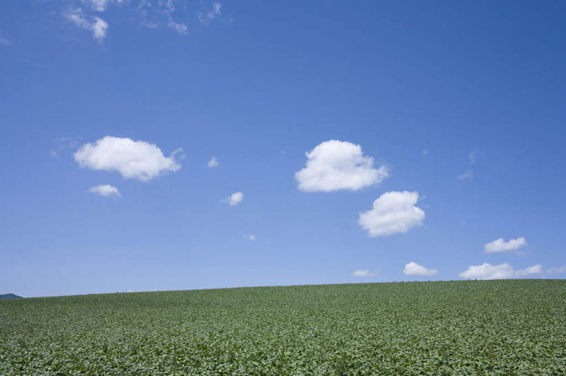 无人,农田,横图,全景,室外,白天,正面,旅游,度假,庄稼,农作物,草地,草坪,美景,天际线,植物,北海道,日本,亚洲,地平线,景观,云,云朵,辽阔,地面,云彩,娱乐,草,蓝色,绿色,白云,蓝天,天空,自然,天,享受,休闲,景色,放松,晴朗,一望无际,自然风光,延伸,东亚,日本国,天地相交,北海道地方,北海道岛,美瑛町,美瑛,晴空,彩图,耕地,庄稼田